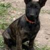 Dutch Shepherd/ German Shepherd Puppies