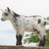 Nigerian Dwarf, British Guernsey and Mini Nubian wethers!