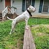 Dogo Argentino Stud Available