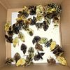 Coturnix Quail Chicks for Sale in Many Colors