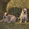 Red Heeler Puppies