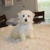  havanese boy AKC Awesome!