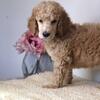 Standard Poodle - Apricot