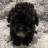 Shihpoo puppies available