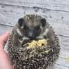 Pedigreed hedgehogs males and females