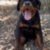 puppies Rottweiler available