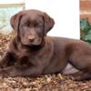 Beautiful lab retriever mix puppies