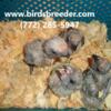 More baby Red Bellied Parrots hatching soon at $1,000 each if 3 or more taken each time