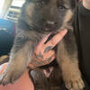 German Shepherd Puppies 