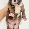 Boxer puppies