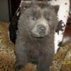 STORMY BLUE IS A GORGEOUS SOLID BLUE CKC REG FEMALE CHOW PUP