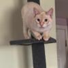 Pyro The Manx Siamese Cat