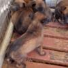 akc belgian malinois puppies