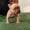 American Bully Puppies