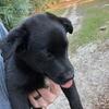 Mixed puppies to a good home