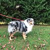 ASDR , CKC , and NSDR Blue Merle STUD USE ONLY