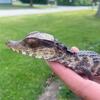 Dwarf caiman
