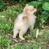 Pomeranian  puppy  ckc