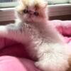 Registered gorgeous healthy Persian kittens