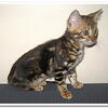 Bengal cats and kittens