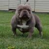 Bully pups with stacked ped