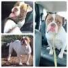 American bulldog female NKC PAPERS INCLUDED