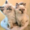 Super cute Ragdoll kittens available for new homes