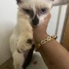 Siamese kitten for sale - kitten needs a home