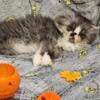 Exotic Shorthair X Pure Persian Blue White Smoke Male 600