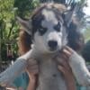 SIBERIAN HUSKY FULL AKC PUPPIES