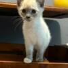 Snowshoe kittens for sale