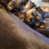 2 male yorkies for sale