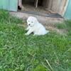 Great Pyrenees / Anatolian puppies