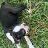 CKC Registered Boston Terrier. Female 