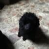 Toy poodle puppy four months old he’s the only one left has all of the shots  dewormed 