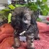 Toy   Havanese Poodle mix family raised puppy