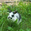 Bunny ready for forever home in greater Chicagoland area.