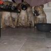 Chug puppies looking for forever homes