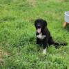 Golden Pyrenees (Golden Retriever / Great Pyrenees puppies.