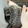 Female Hedgehog in Columbus, OH