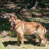 German & Belgian Shepherd Mix Stud