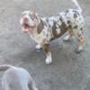 American Bully awesome quality OMG DEAL. Lilac Tri and chocolate  Tri Merle