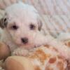 Red and white parti poodle male