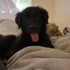 Puppy for sale