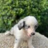 Australian shepherd puppies 