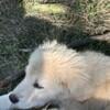 Golden Pyrenees Puppies