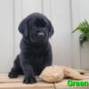 AKC English Labrador Black Puppies! Champion Bloodlines! Hunting Pedigrees! Health Tested!