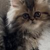 Beautiful Persian female kitten 