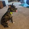 3yo male Frenchie needs new home