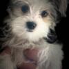 Rehoming My Morkie Pup